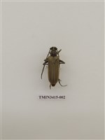 藏品(金毛山天牛)的圖片